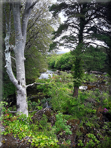 foto Parco di Killarney